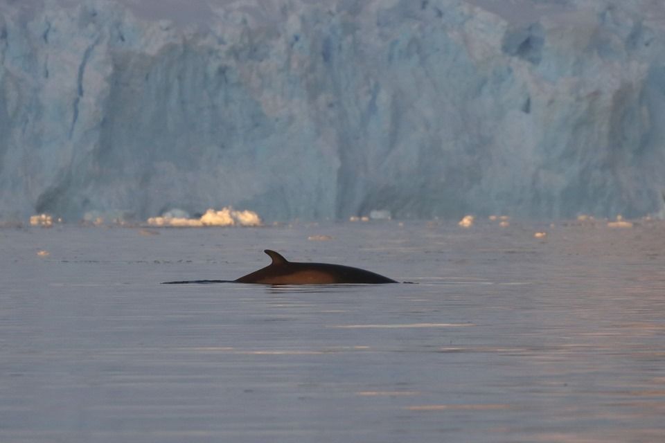 Полосатик антарктичний. Фото: facebook/oksana.savenko