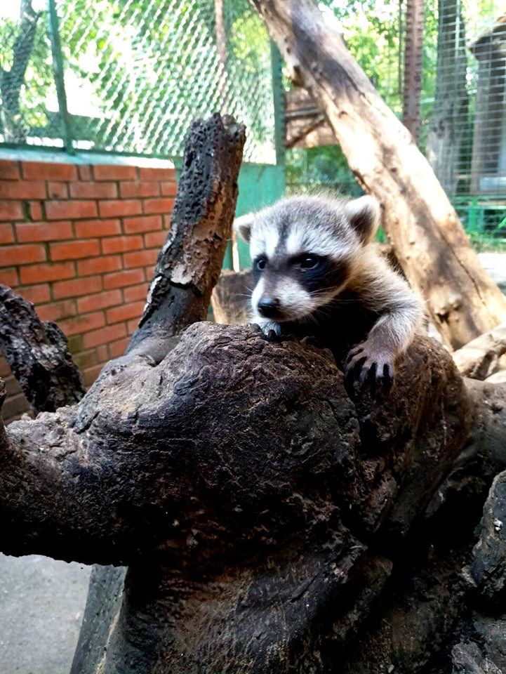 Новорожденный енот в зоопарке Одессы. Фото: facebook/OdesskijZoopark