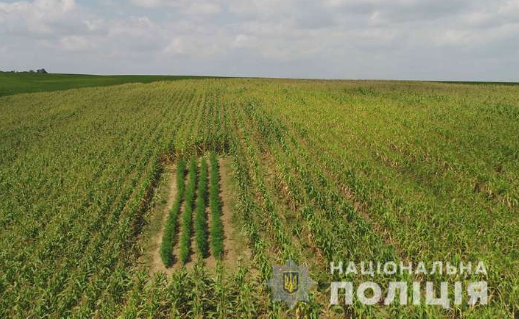 Конопля, виявлена в поле пшениці