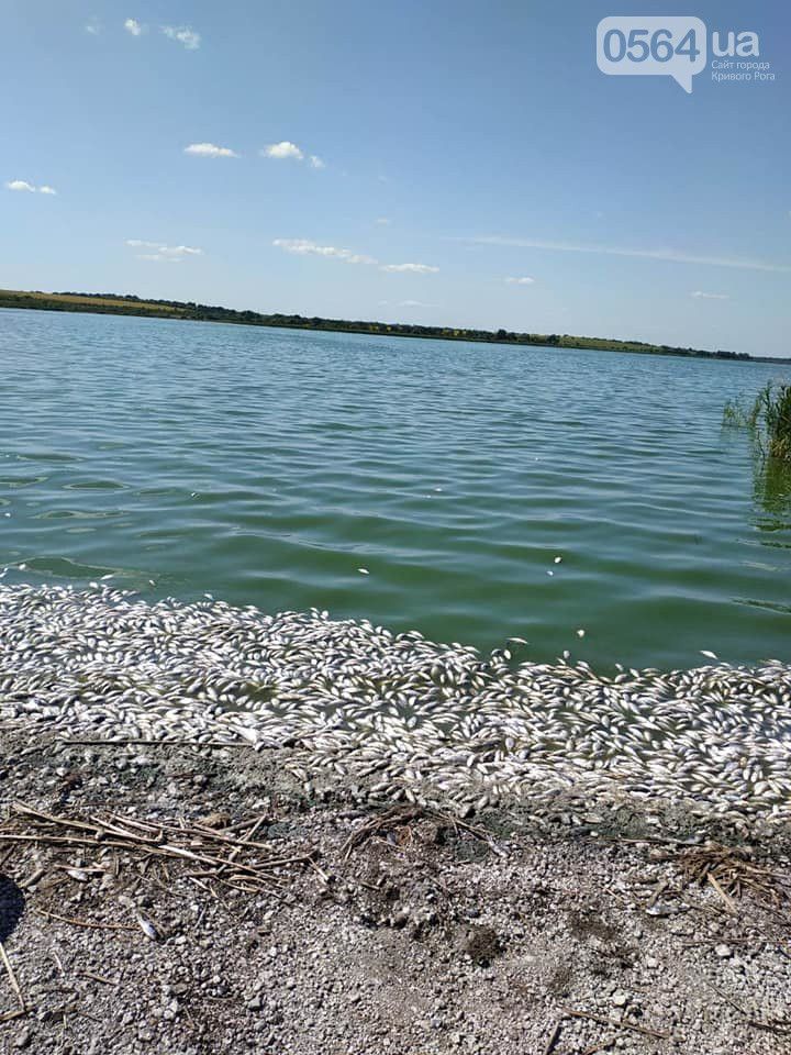 Мор риби і раків в Кривому Розі. Фото: 0564.ua