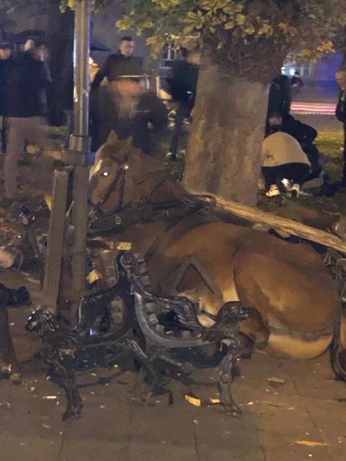 ДТП з кіньми у Львові. Фото: Ігор Зінкевич