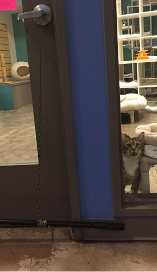Кота