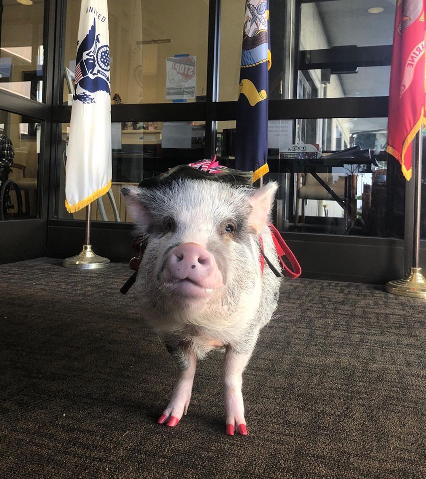 Фото: facebook/ @lilouthepig