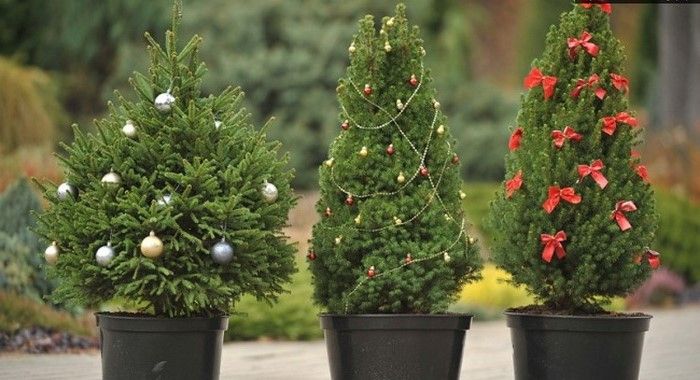 Весно елку можно высадить. Фото: decor-garden.com.ua