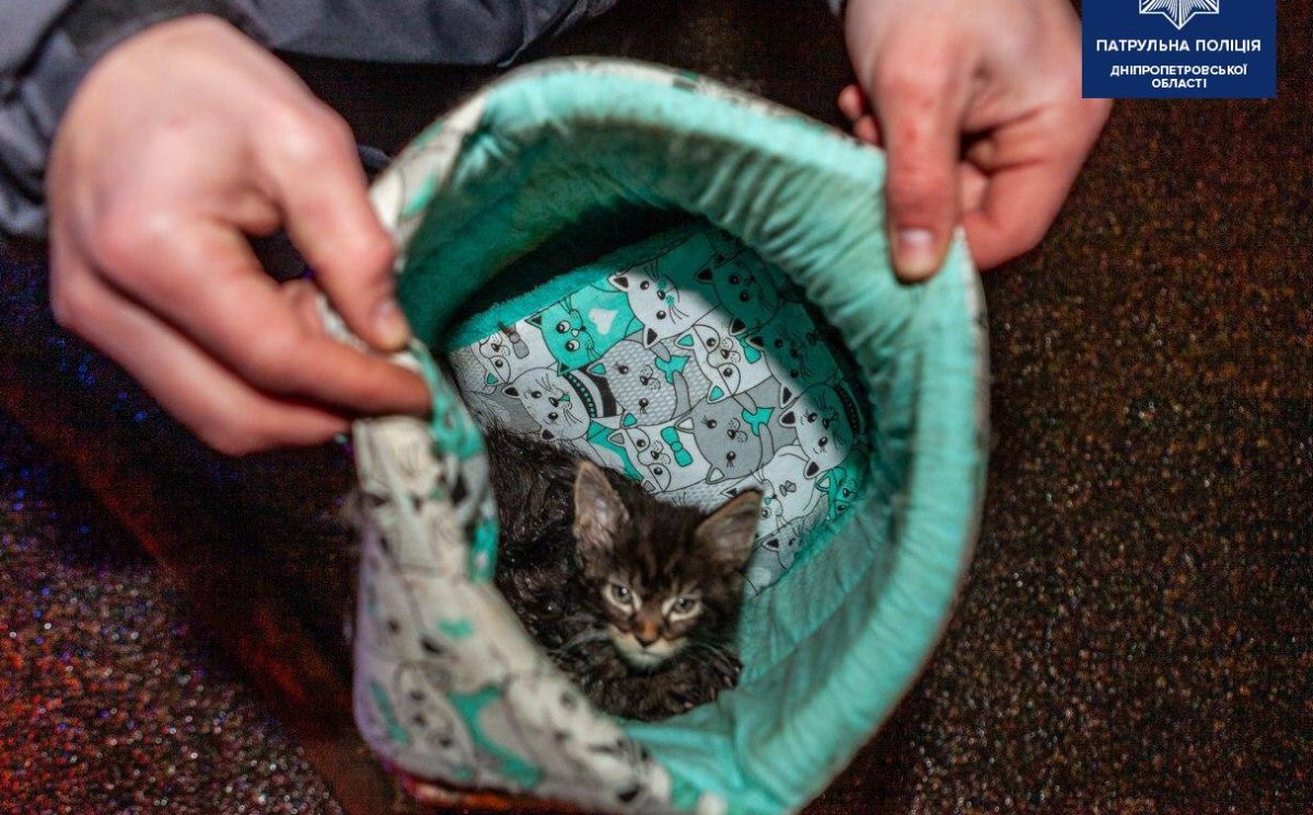 Уцелевший в ДТП котенок. Фото: полиция