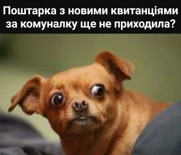 Мем про продажу собак для оплаты коммуналки. Фото: Фейсбук/Тарас Писаржевский