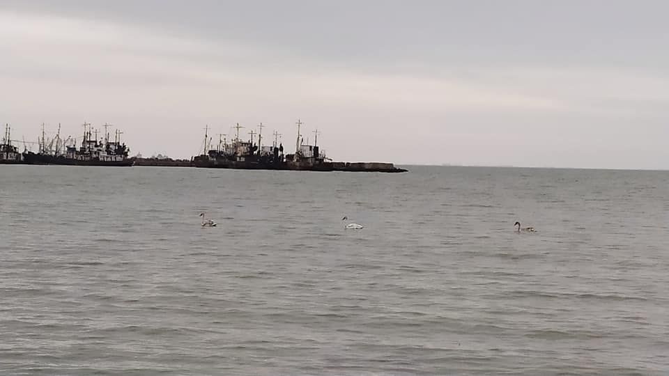 Лебеди на Азовском море. Фото:nashemisto