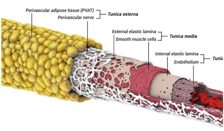 Структура сосуда. Верхний слой — жировая ткань (PVAT) / © Daly, Biomedical Visualisation, 2019