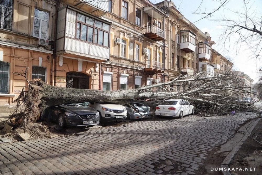 Упавшие деревья в Одессе. Фото: Думская