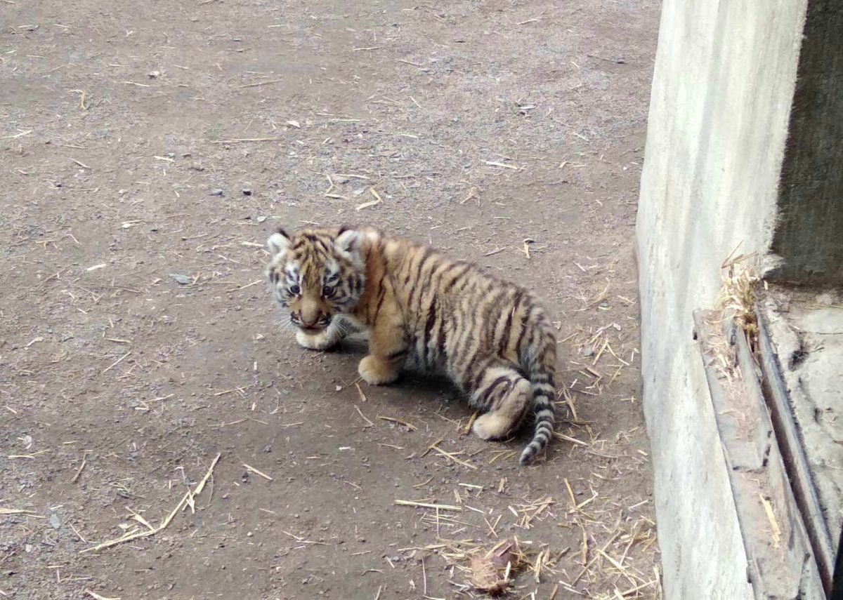Детеныш амурского тигра из Одесского зоопарка. Фото: 