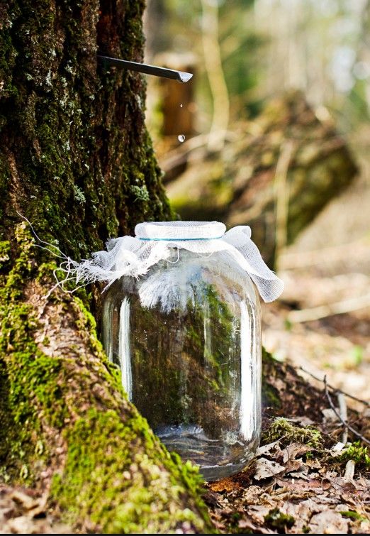 Сбор березового сока. Фото: agrostory.com
