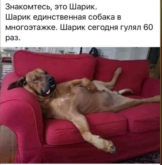 Собак сдают уже напрокат 