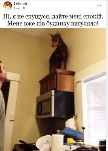 С собакой разрешено гулять только одному 