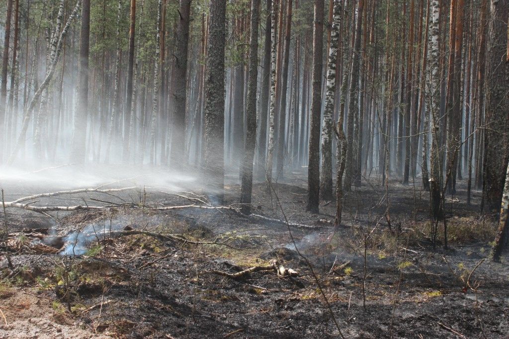 Пожежа у Чорнобильській зоні. Фото: прес-служба Держнс