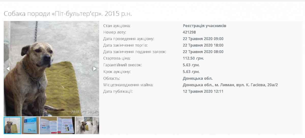 Собака на торгах. Фото: setam.net.ua