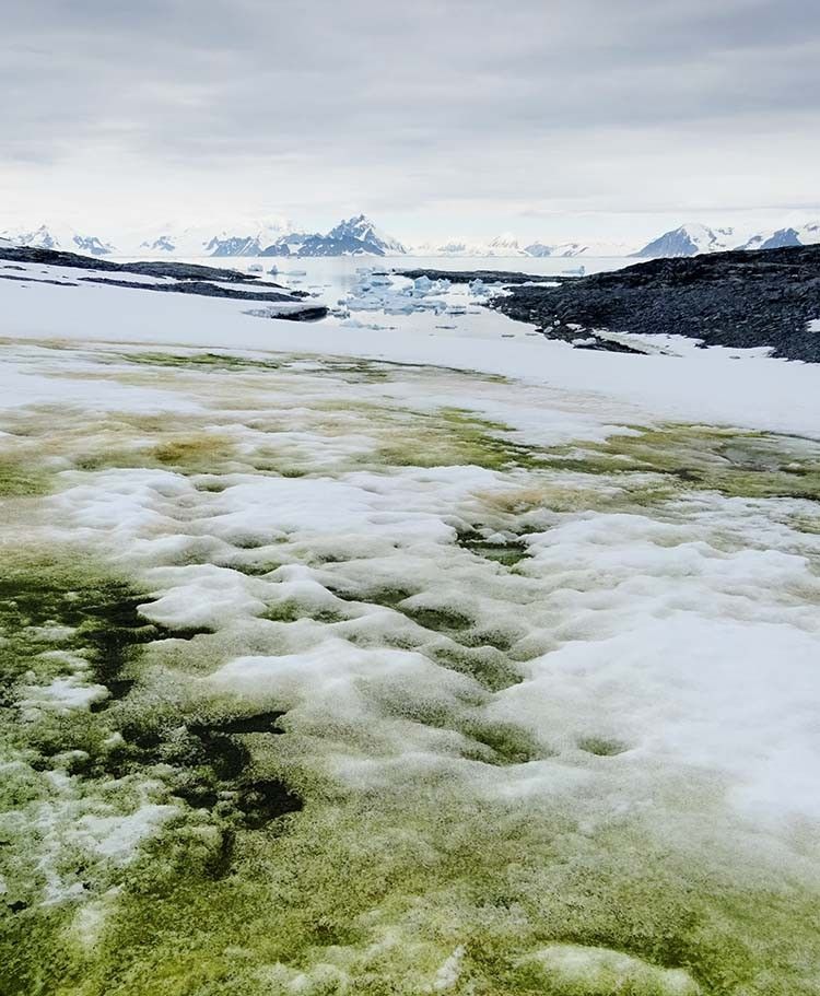 Позеленевшая Антарктида. Фото: nature.com