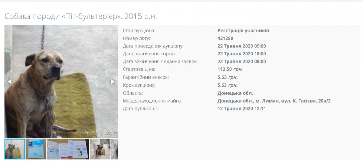 Собака на торгах. Фото: setam.net.ua