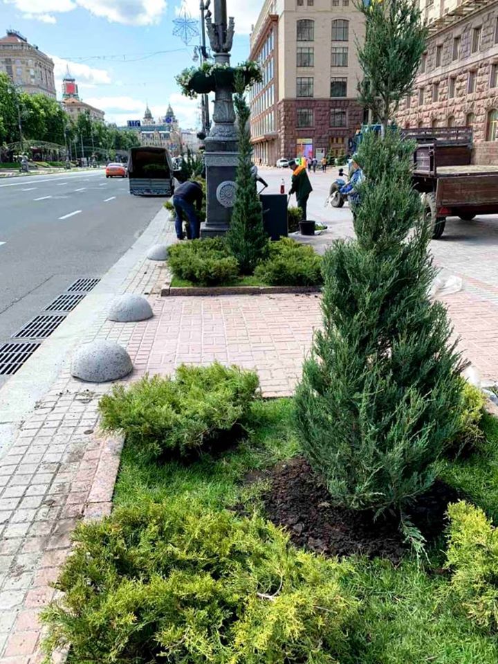 Ялівець на вулиці Хрещатику. Фото: Київзеленбуд