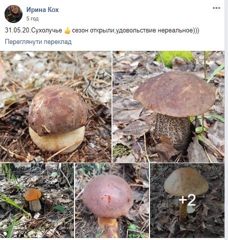 Скриншот поста Ирины Кох