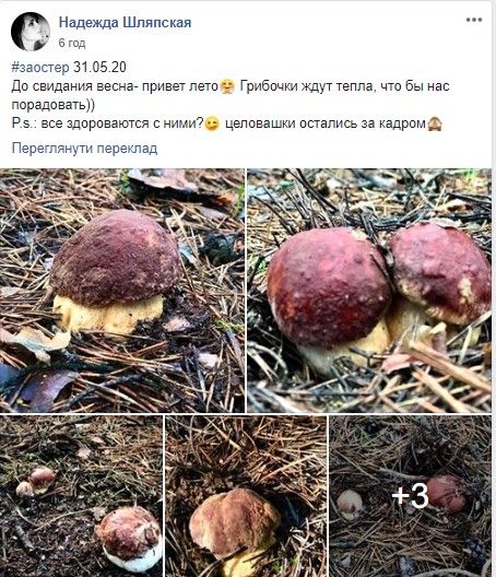 Скриншот поста Надежды Шляпской