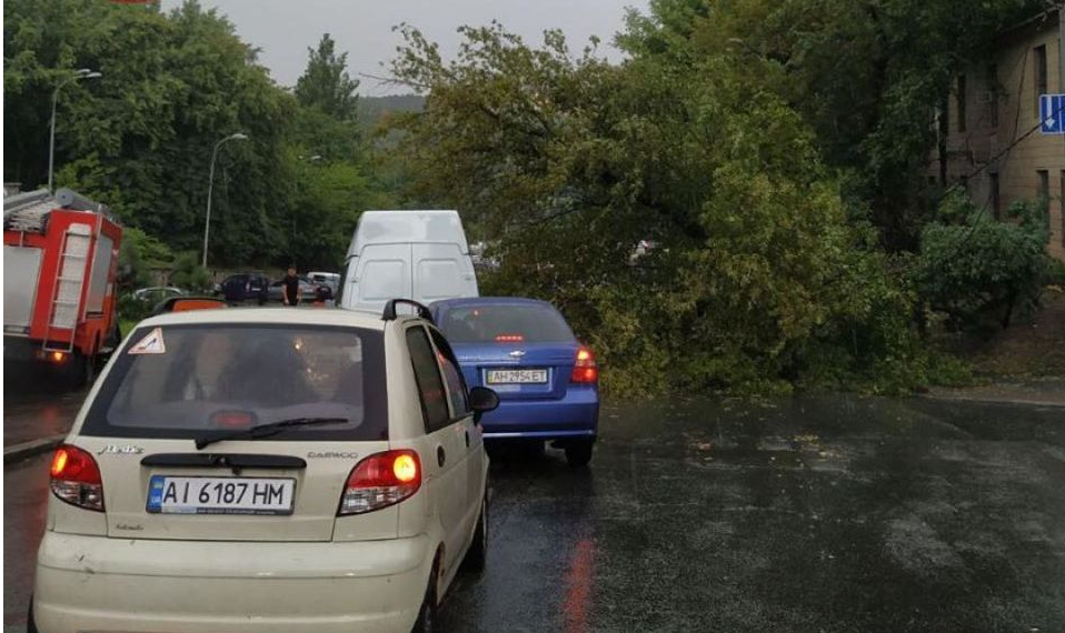 Впало дерево на Лаврській. Фото: Інформатор