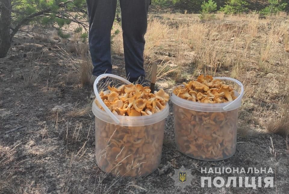 Лисички. Фото: пресс-служба полиции Киевской области