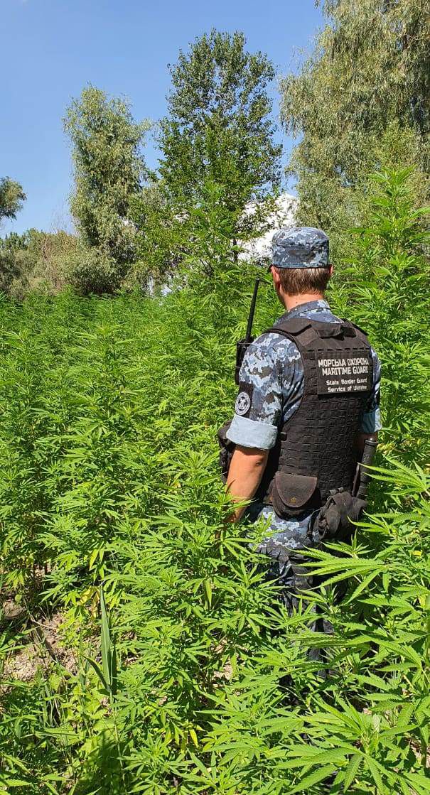 Планктация конопли. Фото: Госпогранслужба