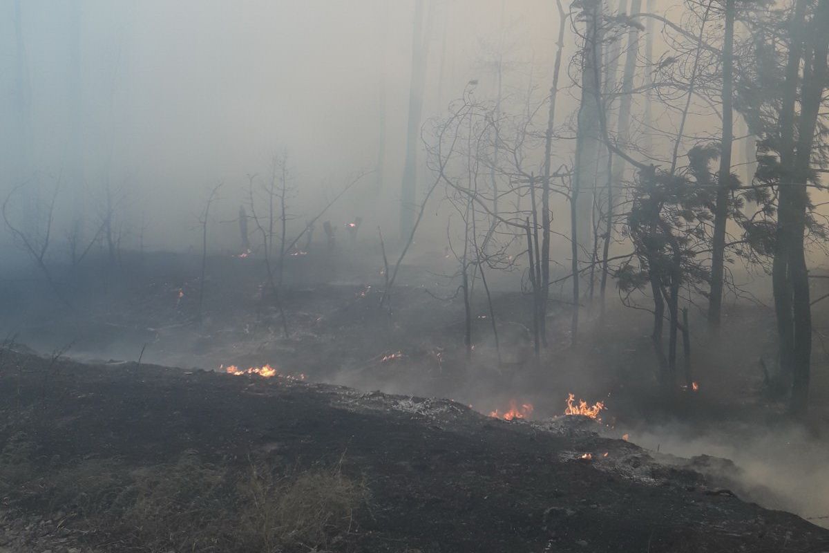 Пожар в Харьковской области начинался в лесу. Фото: ГСЧС