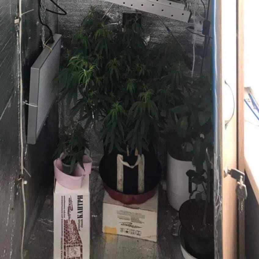 Куст конопли в специально оборудованном месте. Фото: Facebook прокуратуры Киева