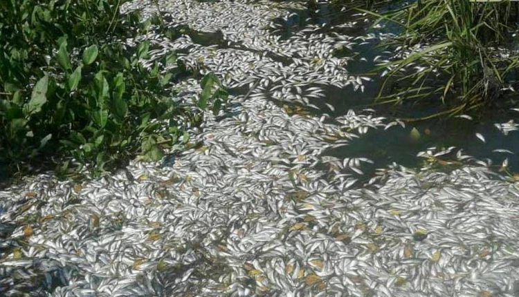 Массовый мор рыбы в водах заповедника. Фото: seeds.org.ua