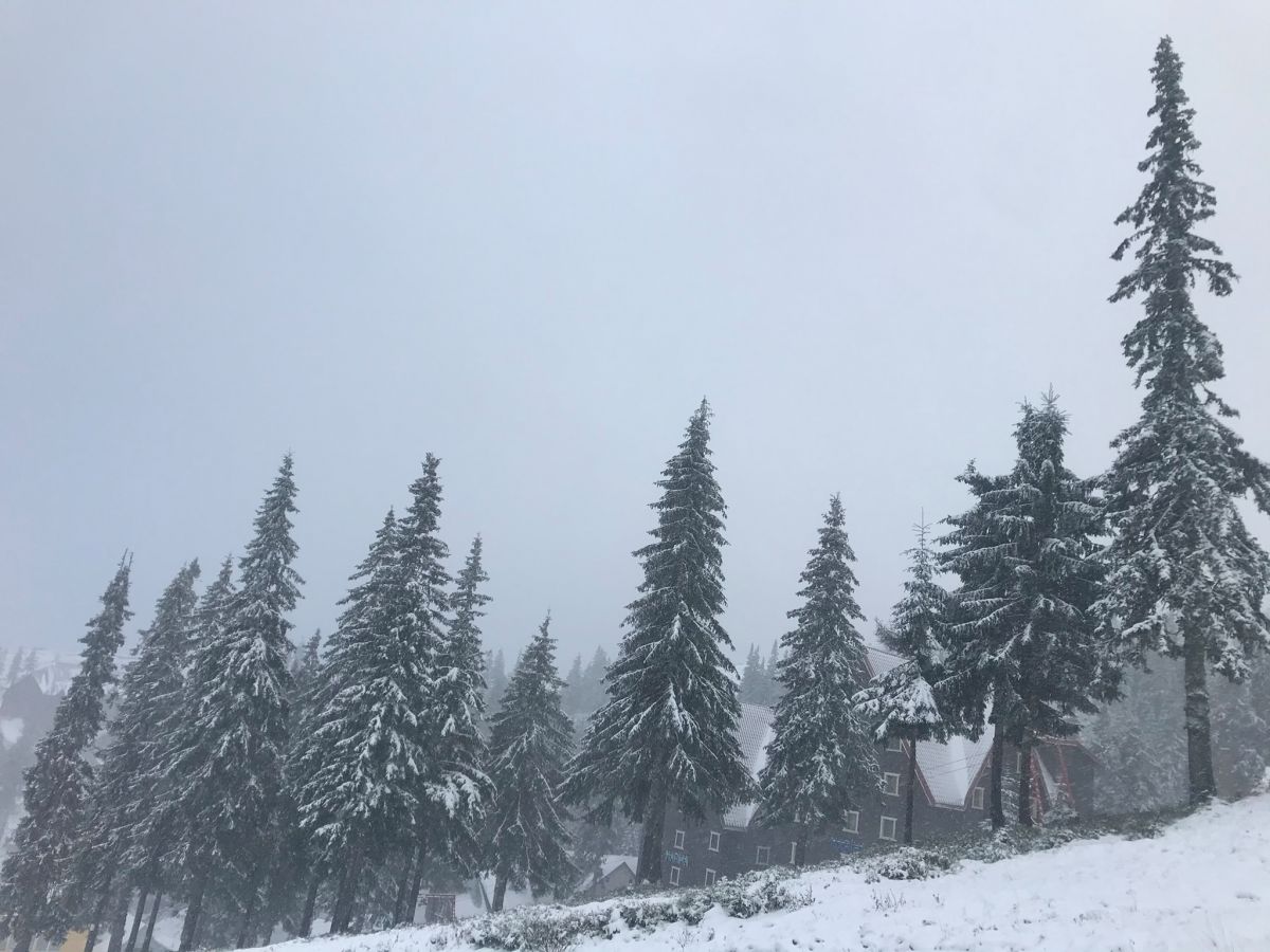 Смереки в снегу. Фото: Василий Молдавчук