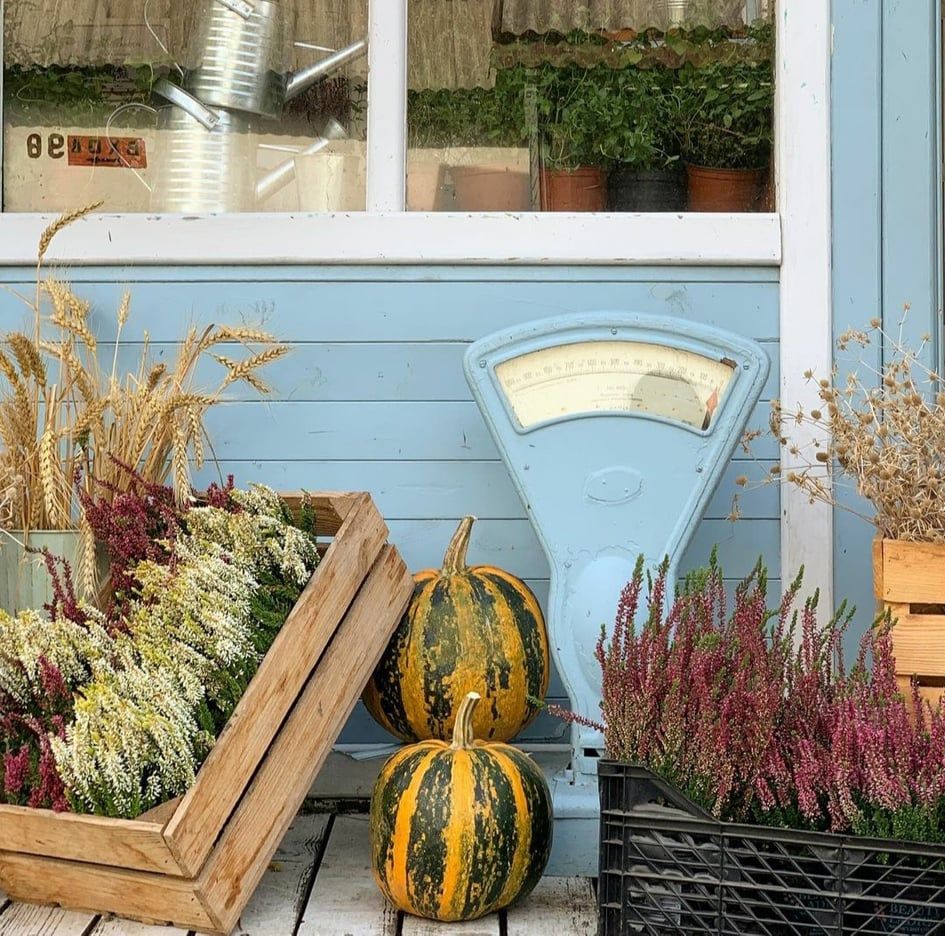 Фото: Instagram/kitchen_garden_plants