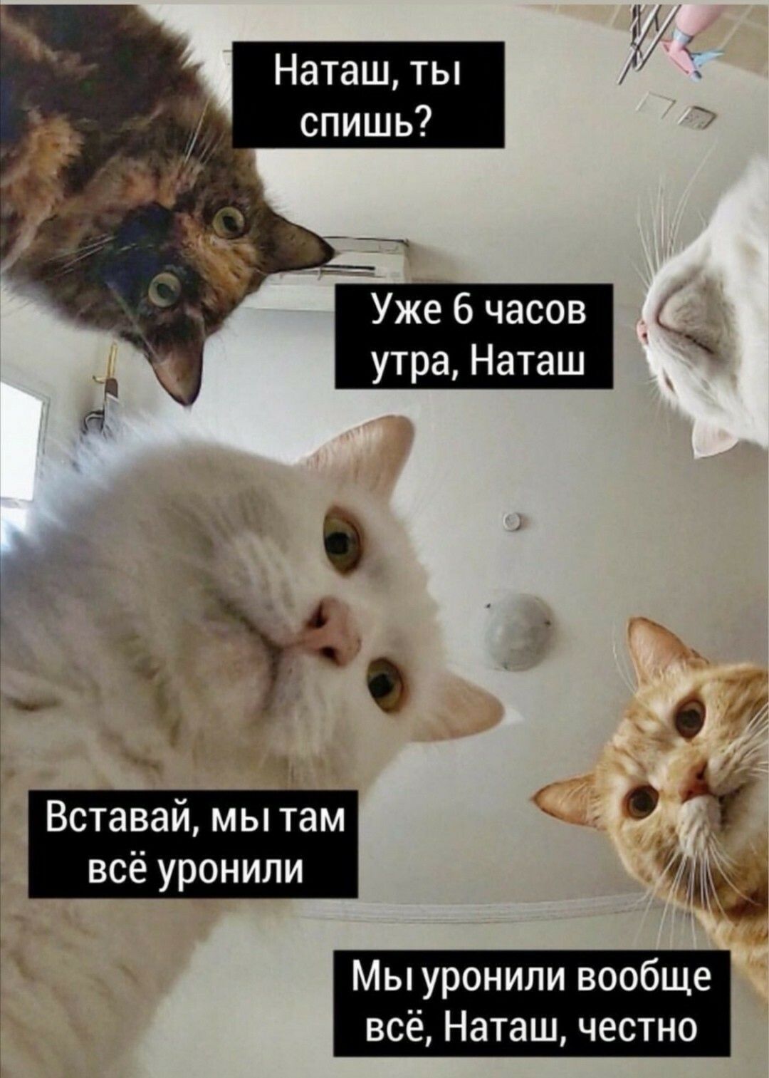 Цей мем - золотий стандарт інтернету.  У ньому є котики