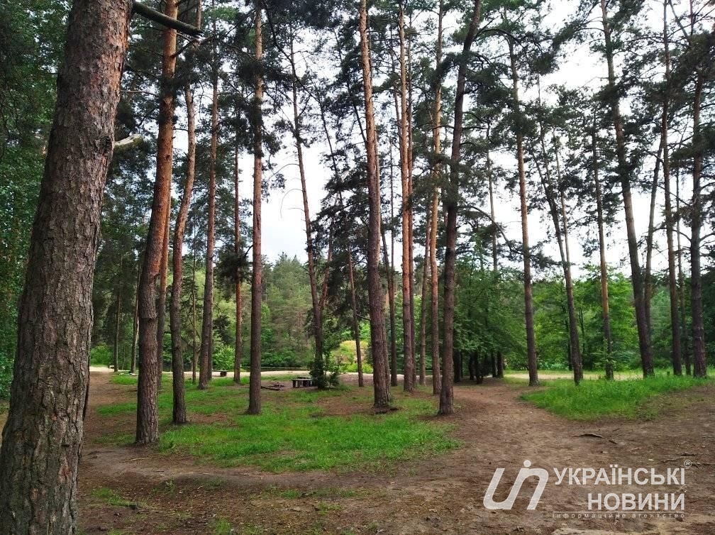 Лес в Украинке