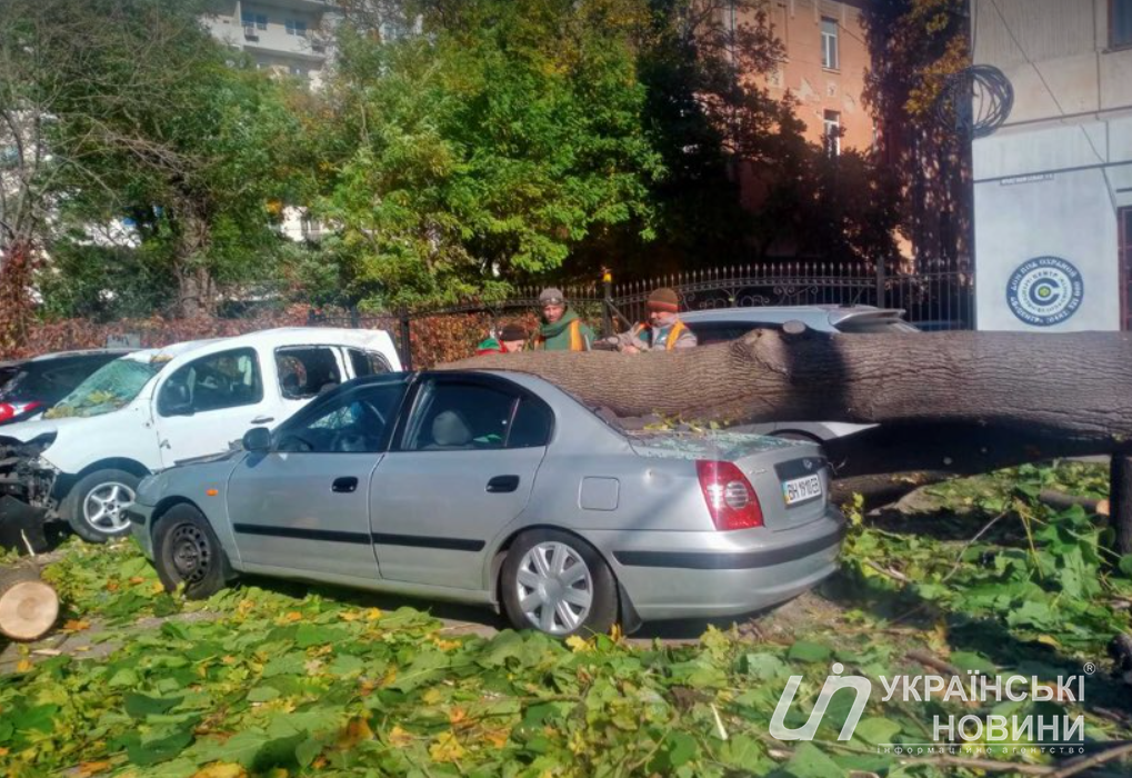 Несколько автомобилей привалило упавшее дерево
