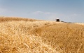 Harvesting the crops. Photo: Ukrainian photo