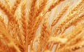 Banks Issue Loans Of UAH 95.5 Billion To Farmers In 2022 - Agrarian Policy Ministry