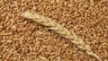 Ukraine May Increase Grain And Oilseeds Harvest By 19% To Record-Breaking 100 Million Tons In 2021 - Agrarian Policy Ministry