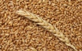 UGA Raises Its Forecast For Grain And Oilseeds Harvest By 10% To Record-Breaking 110 Million Tons In 2021/2022