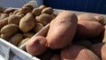 Potato prices in Ukraine rising due to increased demand