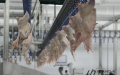 Chicken. Photo: the Ukrainian News agency.