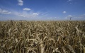 2,000 Tons Of Grain Stolen By Occupiers In Zaporizhzhia - Prosecutor's Office