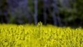 Polish producers in trouble over rapeseed imports from Ukraine