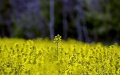 Polish producers in trouble over rapeseed imports from Ukraine