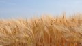 Agrarians Harvest Record 44.8 Million Tons Of Early Grain Crops
