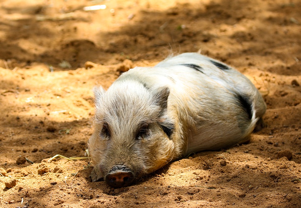 В Киеве зафиксировали случай африканской чумы свиней. Труп дикого животного нашли на обочине
