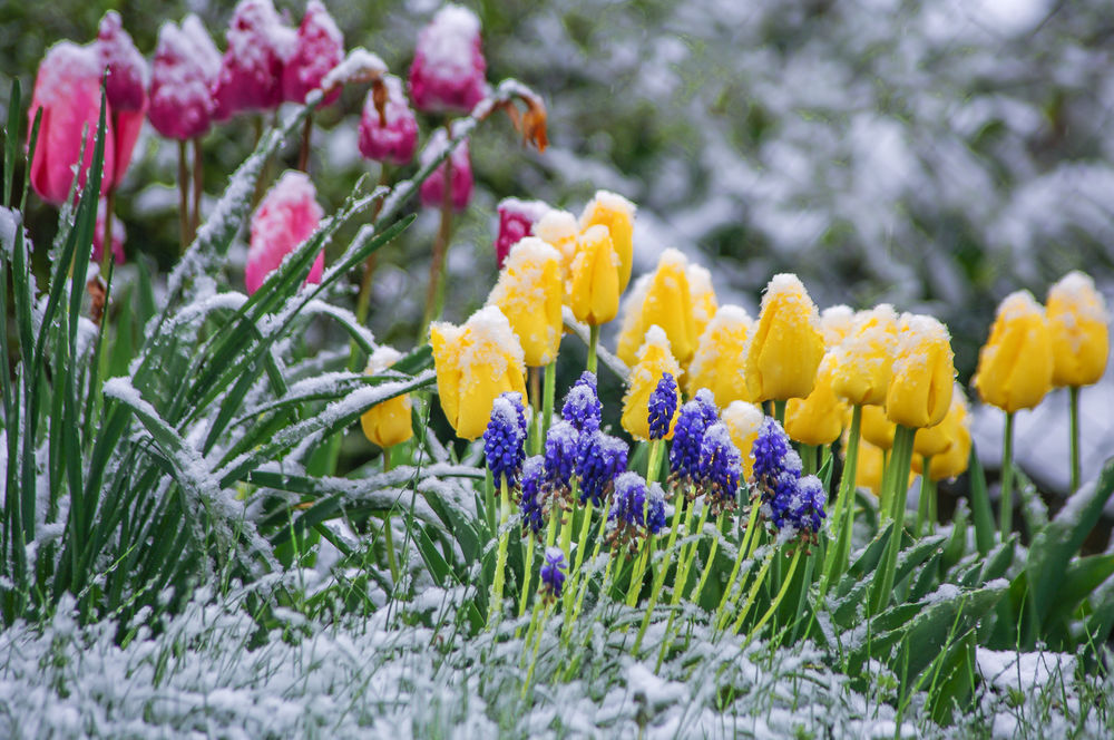 Весна. Фото: Pinterest