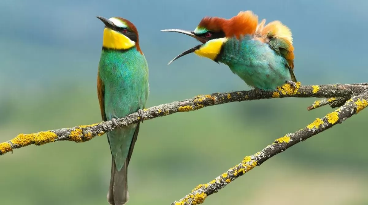 PHOTO: VLADO PIRSA/ COMEDY WILDLIFE PHOTO AWARDS 2019. PHOTO: VLADO PIRSA/ COMEDY WILDLIFE PHOTO AWARDS 2019.