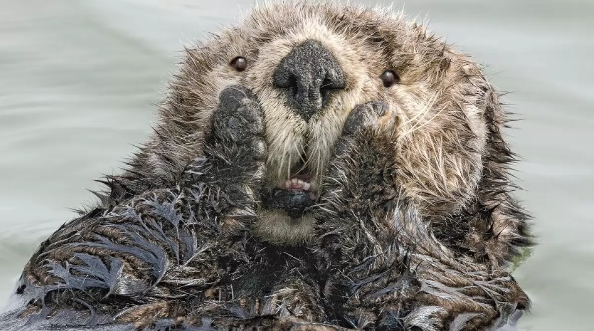 PHOTO: HARRY WALKER/ COMEDY WILDLIFE PHOTO AWARDS 2019 PHOTO: HARRY WALKER/ COMEDY WILDLIFE PHOTO AWARDS 2019