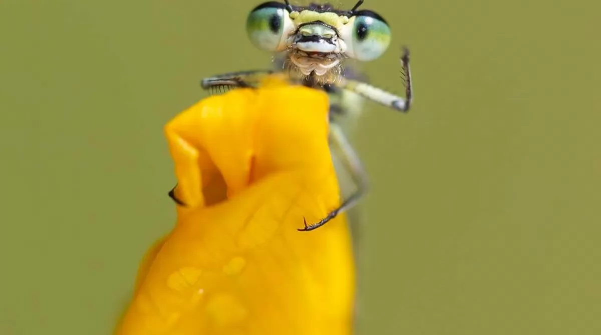 PHOTO: KEVIN SAWFORD/ COMEDY WILDLIFE PHOTO AWARDS 2019. PHOTO: KEVIN SAWFORD/ COMEDY WILDLIFE PHOTO AWARDS 2019.